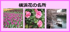 横浜花の名所